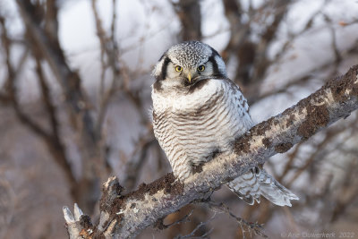 Sperweruil - Northern Hawk Owl - Surnia ulula