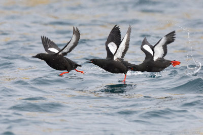 Zwarte Zeekoet - Black Guillemot - Cepphus grylle	