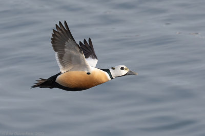 Stellers Eider - Steller's Eider - Polysticta stelleri