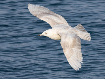 Kleine Burgemeester - Iceland Gull - Larus glaucoides