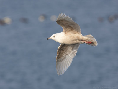 Kleine Burgemeester - Iceland Gull - Larus glaucoides