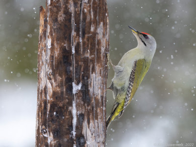 Grijskopspecht - Grey-headed Woodpecker - Picus canus	