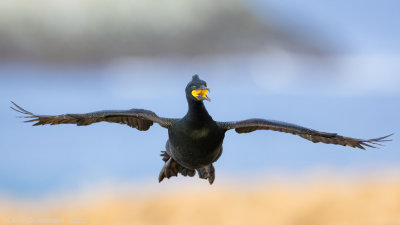 Kuifaalscholver - European Shag - Phalacrocorax aristotelis