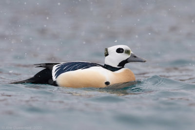 Stellers Eider - Steller's Eider - Polysticta stelleri