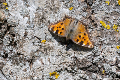 Grote Vos - Large Tortoiseshell - Nymphalis polychloros