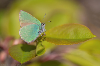 Groentje - Green Hairstreak - Callophrys rubi