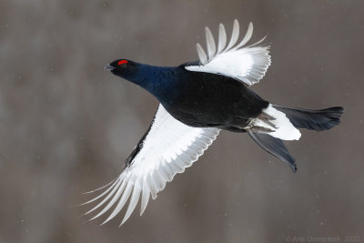 Korhoen - Black Grouse - Tetrao tetrix