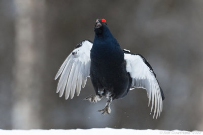 Korhoen - Black Grouse - Tetrao tetrix