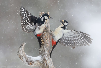 Grote Bonte Specht - Great Spotted Woodpecker - Dendrocopos major