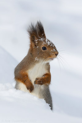 Rode Eekhoorn - Eurasian Red Squirrel - Sciurus vulgaris