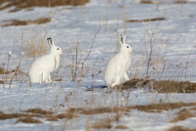 Sneeuwhaas - Mountain Hare - Lepus timidus	