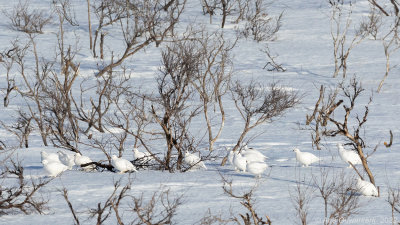 Moerassneeuwhoen - Willow Ptarmigan - Lagopus lagopus