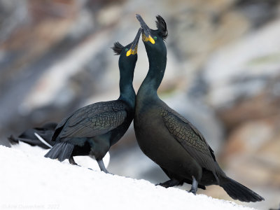 Kuifaalscholver - European Shag - Phalacrocorax aristotelis