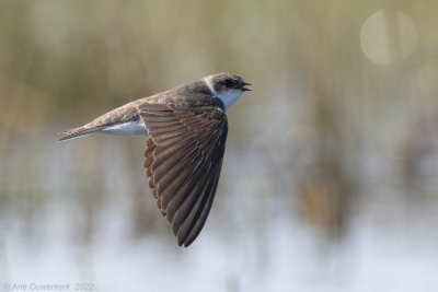 Oeverzwaluw - Sand Martin - Riparia riparia	