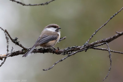 Bruinkopmees - Siberian Tit (Grey-headed Chikadee) - Poecile cinctus