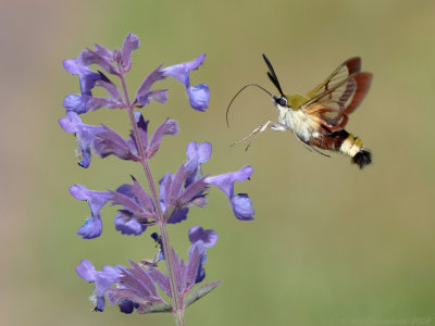 Glasvleugelpijlstaart - Broad-bordered Bee Hawk-moth - Hemaris fuciformis	