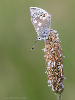 Noordelijk Manschildblauwtje - Glandon Blue - Agriades glandon