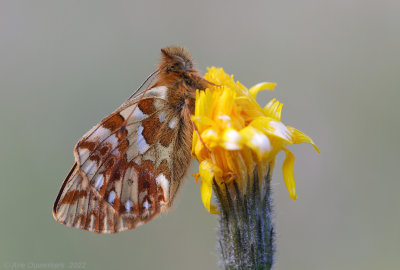 Bergparelmoervlinder - Mountain Fritillary - Boloria napaea