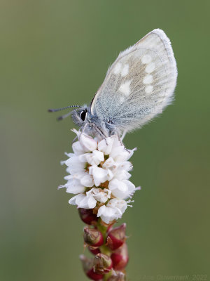 Alpenblauwtje - Alpine Argus - Plebejus orbitulus	