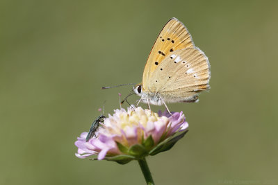 Morgenrood - Scarce Copper - Lycaena virgaureae