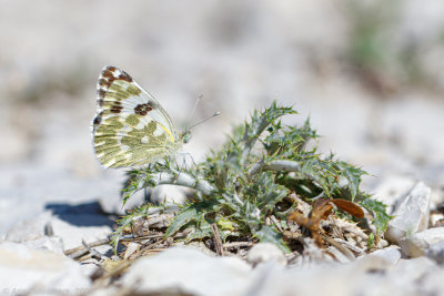 Resedawitje - Bath White - Pontia daplidice
