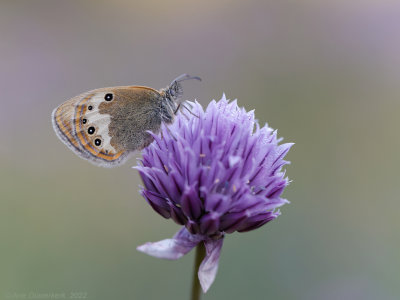 Alpenhooibeestje - Alpine Heath - Coenonympha gardetta