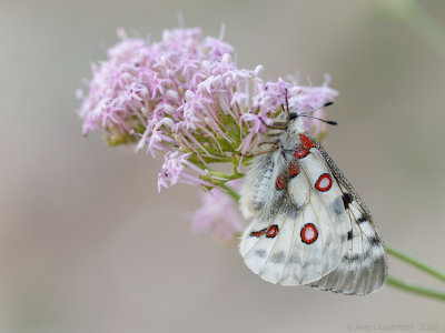 Apollovlinder - Apollo - Parnassius apollo