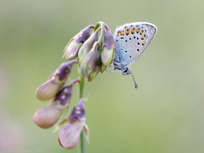 Vals Heideblauwtje - Idas Blue - Plebejus idas