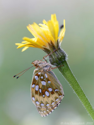 Grote Parelmoervlinder - Dark Green Fritillary - Argynnis aglaja	