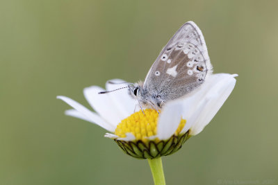 Noordelijk Manschildblauwtje - Glandon Blue - Agriades glandon