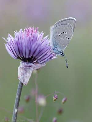 Klaverblauwtje - Mazarine Blue - Polyommatus semiargus	