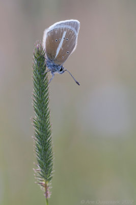 Witstreepblauwtje - Damon Blue - Polyommatus damon	