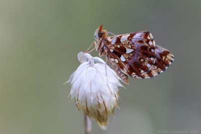Paarse Parelmoervlinder - Weaver's Fritillary - Boloria dia	