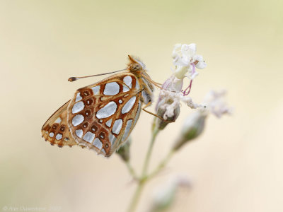 Kleine Parelmoervlinder - Queen of Spain Fritillary - Issoria lathonia	