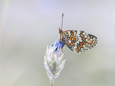 Knoopkruidparelmoervlinder - Knapweed Fritillary - Melitaea phoebe	