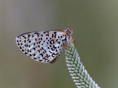 Tweekleurige Parelmoervlinder - Spotted Fritillary - Melitaea didyma	