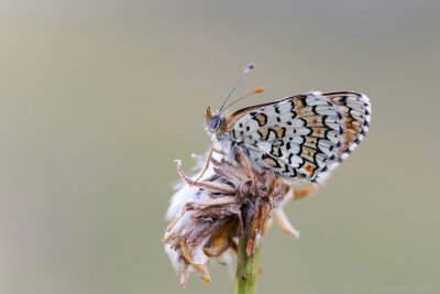 Veldparelmoervlinder - Glanville Fritillary - Melitaea cinxia