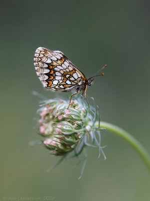 Bosparelmoervlinder - Heath Fritillary - Melitaea athalia