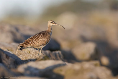 Regenwulp - Eurasian Whimbrel - Numenius phaeopus	