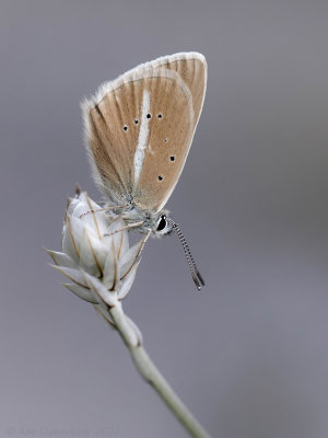 Witstreepblauwtje - Damon Blue - Polyommatus damon	