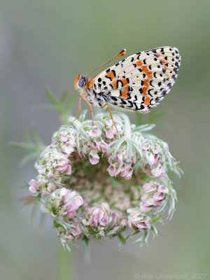 Tweekleurige Parelmoervlinder - Spotted Fritillary - Melitaea didyma	