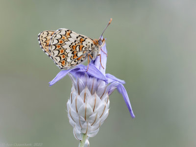 Knoopkruidparelmoervlinder - Knapweed Fritillary - Melitaea phoebe	