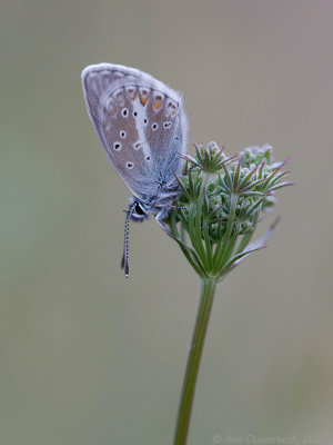 Zilverbruin Blauwtje - Silvery Argus - Aricia nicias	
