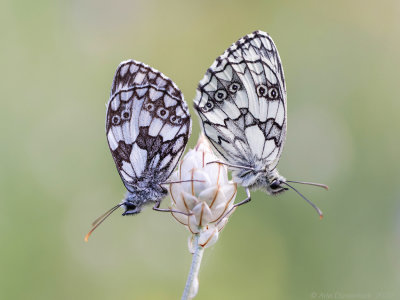 Dambordje - Marbled White - Melanargia galathea