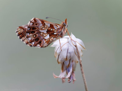Paarse Parelmoervlinder - Weaver's Fritillary - Boloria dia