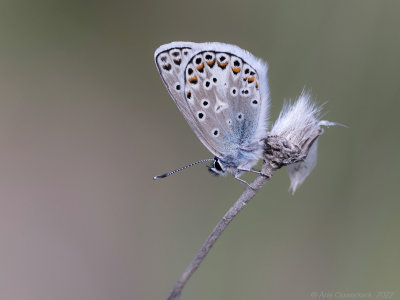 Groot Tragantblauwtje - Escher's Blue - Polyommatus escheri	