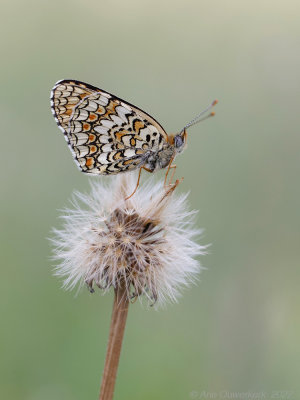 Knoopkruidparelmoervlinder - Knapweed Fritillary - Melitaea phoebe	