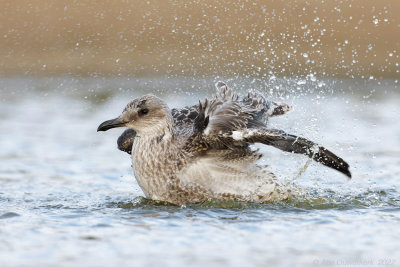 Kleine Mantelmeeuw - Lesser Black-backed Gull - Larus fuscus