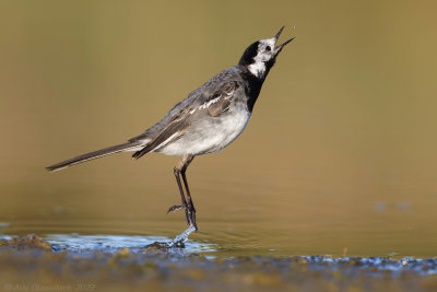 Witte Kwikstaart - White Wagtail - Motacilla alba