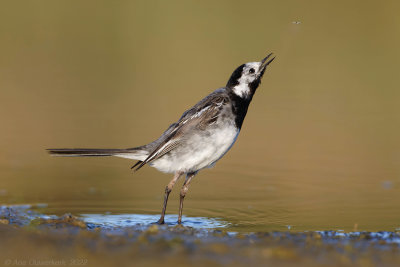 Witte Kwikstaart - White Wagtail - Motacilla alba